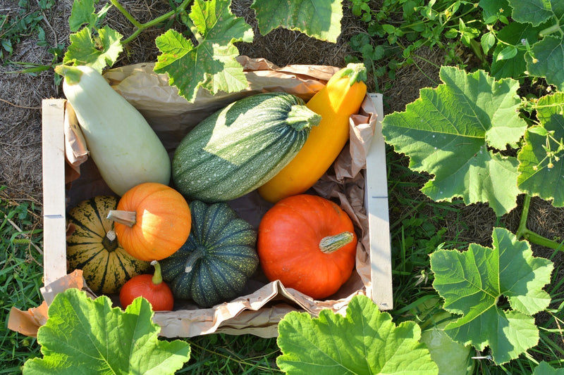 Hello, gourd-geous! Cooking with Pumpkins, Winter Squash & Gourds