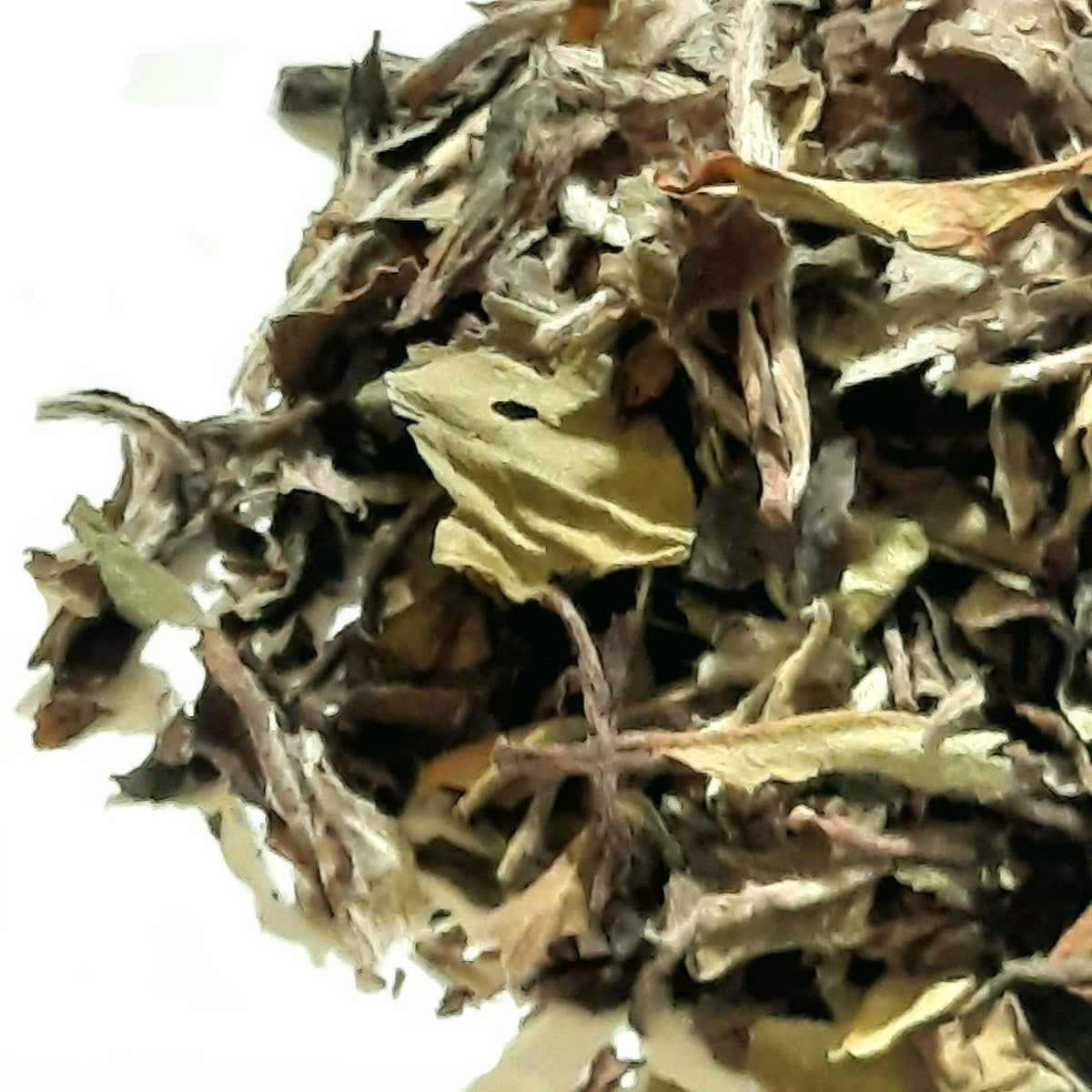 White Tea - White Peony - Bai Mu Dan - THE SPICE & TEA SHOPPE